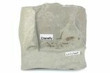 Eocene Fossil Cricket and Crane Fly - Green River Formation #377089-1